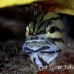 cardinalfish_fiveline_gma_si_h_0274_egy1360_rv.jpg